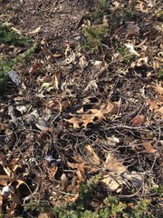 Juniperus rigida conferta