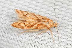 Blastobasis lavernella