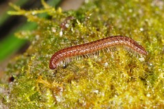 Cleidogona