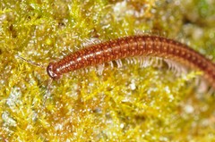 Cleidogona