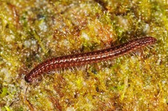 Cleidogona