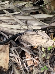 Coluber constrictor priapus