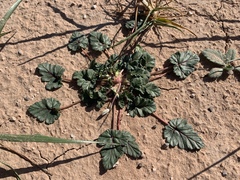Erodium texanum