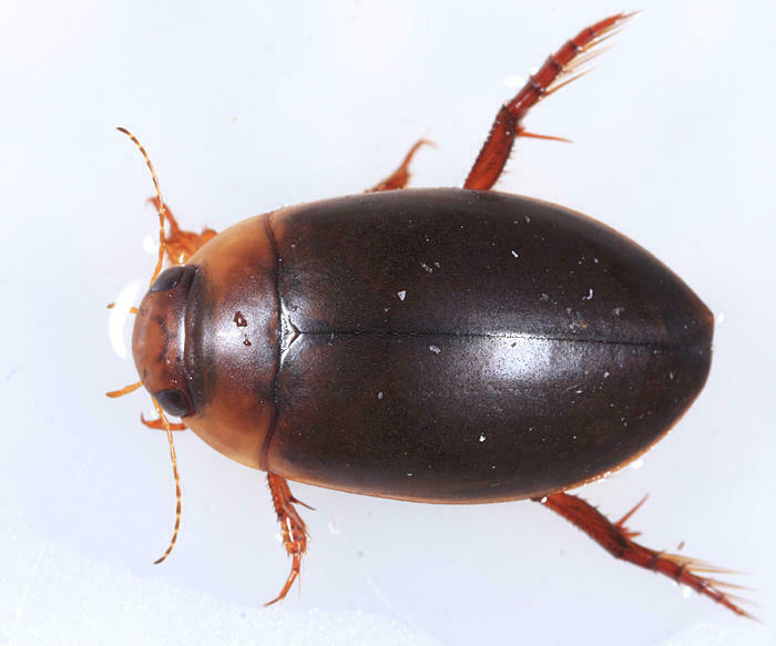 Hydaticus piceus
