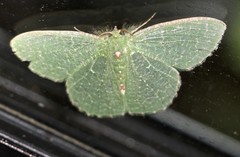 Eucyclodes metaspila