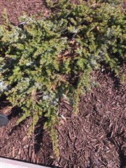 Juniperus rigida conferta