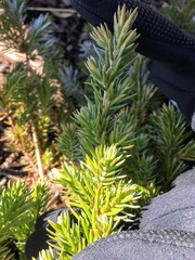 Juniperus rigida conferta