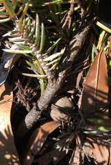 Juniperus rigida conferta