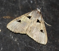 Avatha discolor