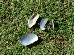 Anodontites trapesialis