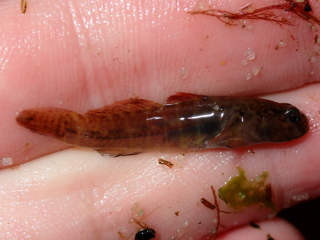 Seaboard Goby in September 2023 by AVNJ · iNaturalist