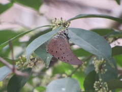 Pseudolycaena