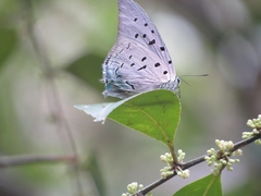 Pseudolycaena
