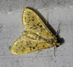 Conogethes punctiferalis