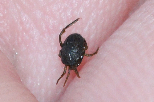 Nevada Water Mite