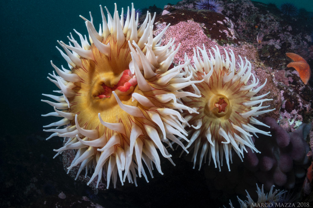 fish-eating anemone