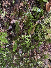Hymenophyllum flabellatum image