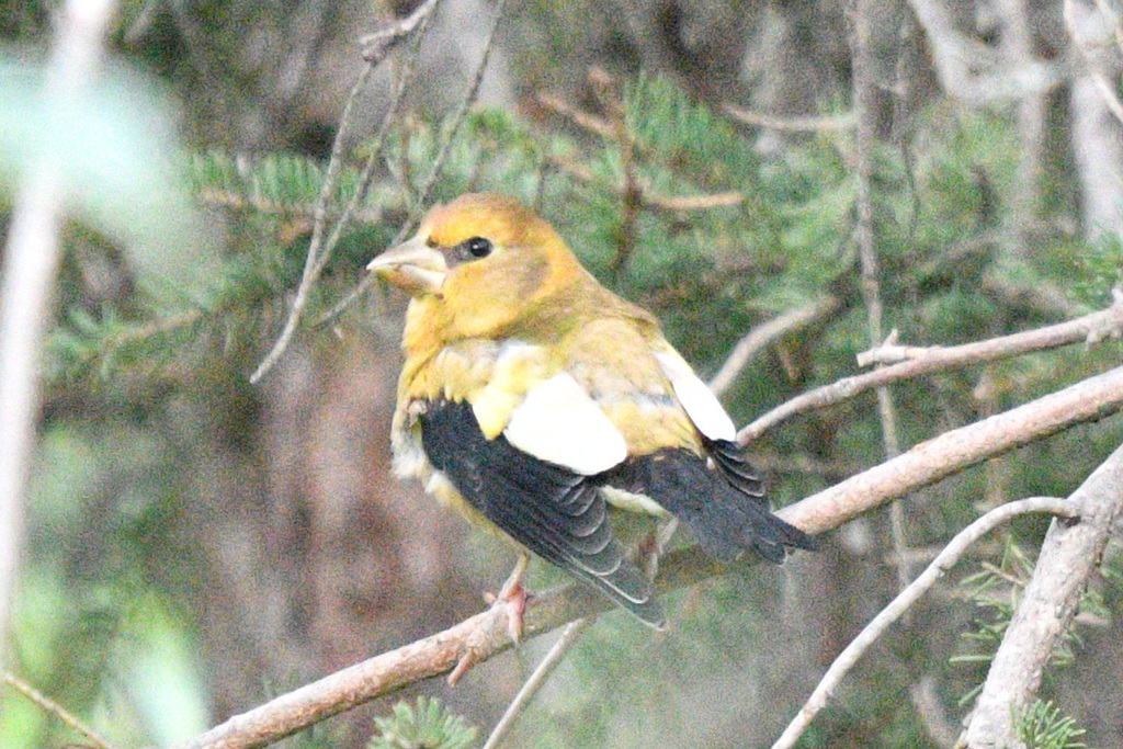 British Columbia Evening Grosbeak