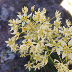 Toxicoscordion fremontii