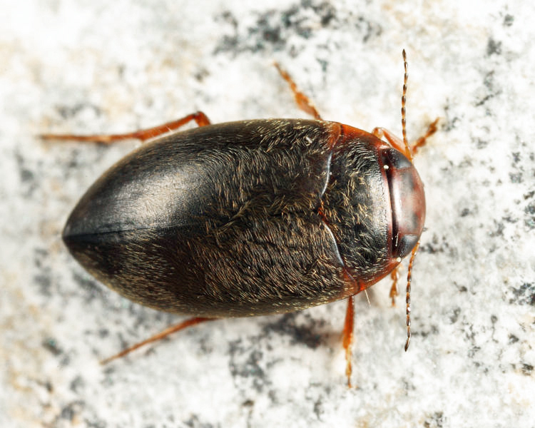Hydroporus niger
