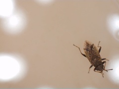 Nysius huttoni