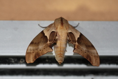Coequosa australasiae