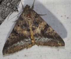 Oxyodes tricolor