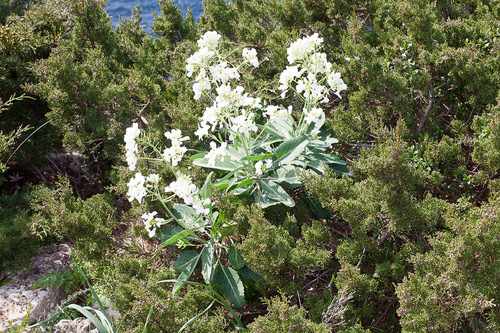 Brassica insularis, photograph 2