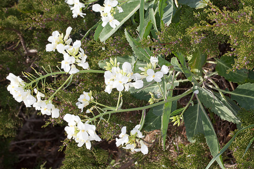 Brassica insularis, photograph 3