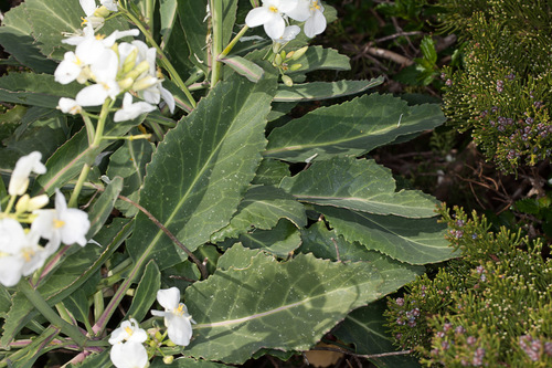 Brassica insularis, photograph 4