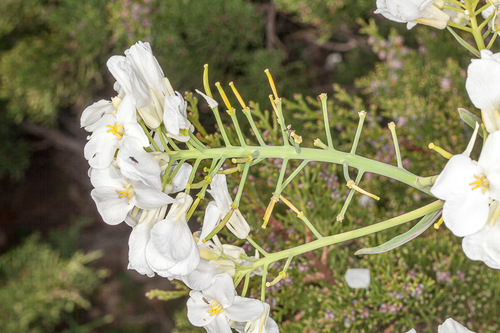 Brassica insularis, photograph 1