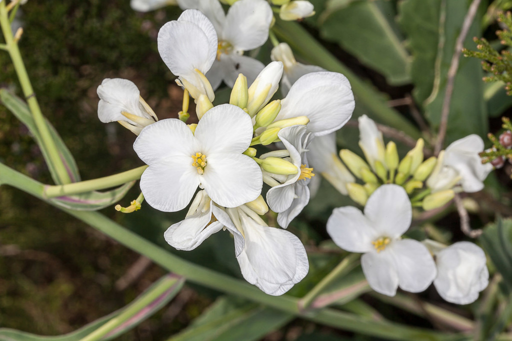 Brassica insularis; photograph (c) Drepanostoma, some rights reserved (CC BY)