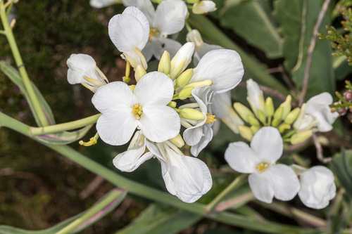 Brassica insularis
