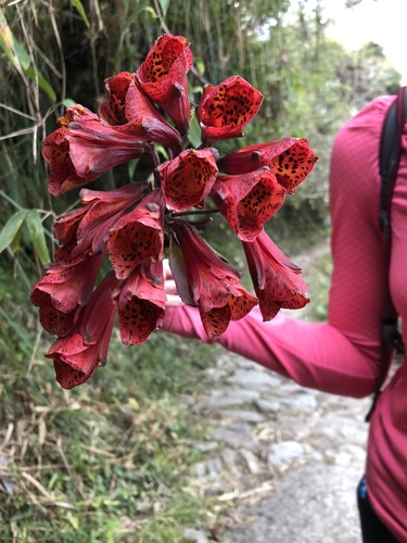 Bomarea formosissima (Bomarea formosissima)