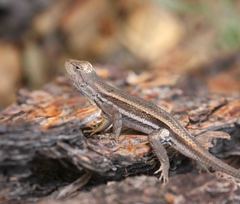 Sceloporus virgatus