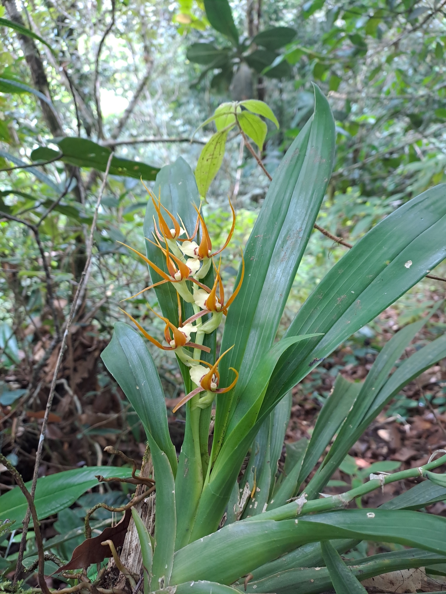 Brassia allenii