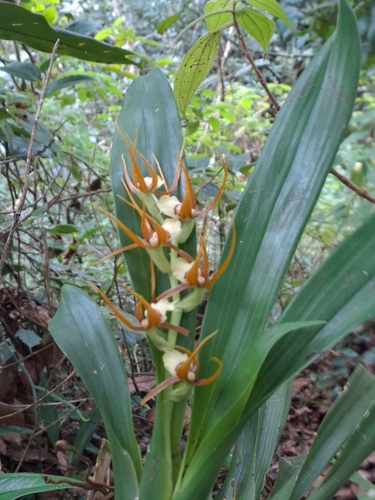 Image of Brassia Allenii (Brassia allenii) by (c) keesgroenendijk, some rights reserved (CC BY)