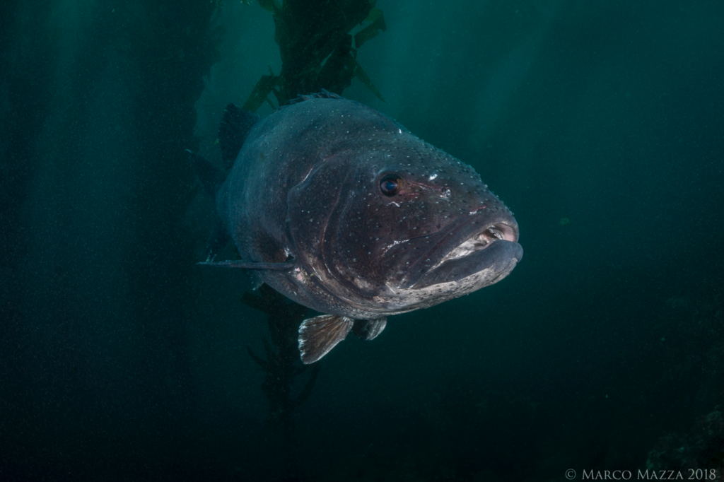 Giant Sea Basses