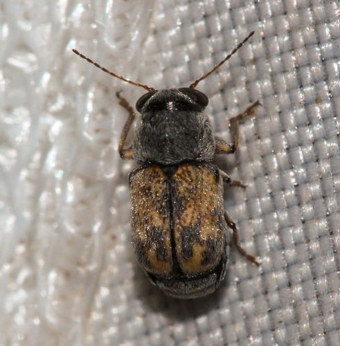 Pachybrachis wickhami