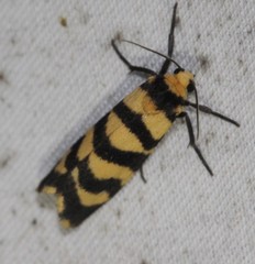 Scaptesyle equidistans