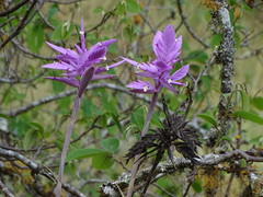 Cactus Tillandsia (Tillandsia cacticola)
