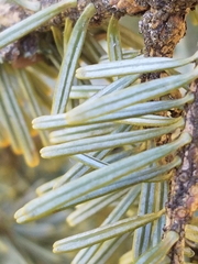Abies homolepis