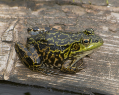 Lithobates septentrionalis