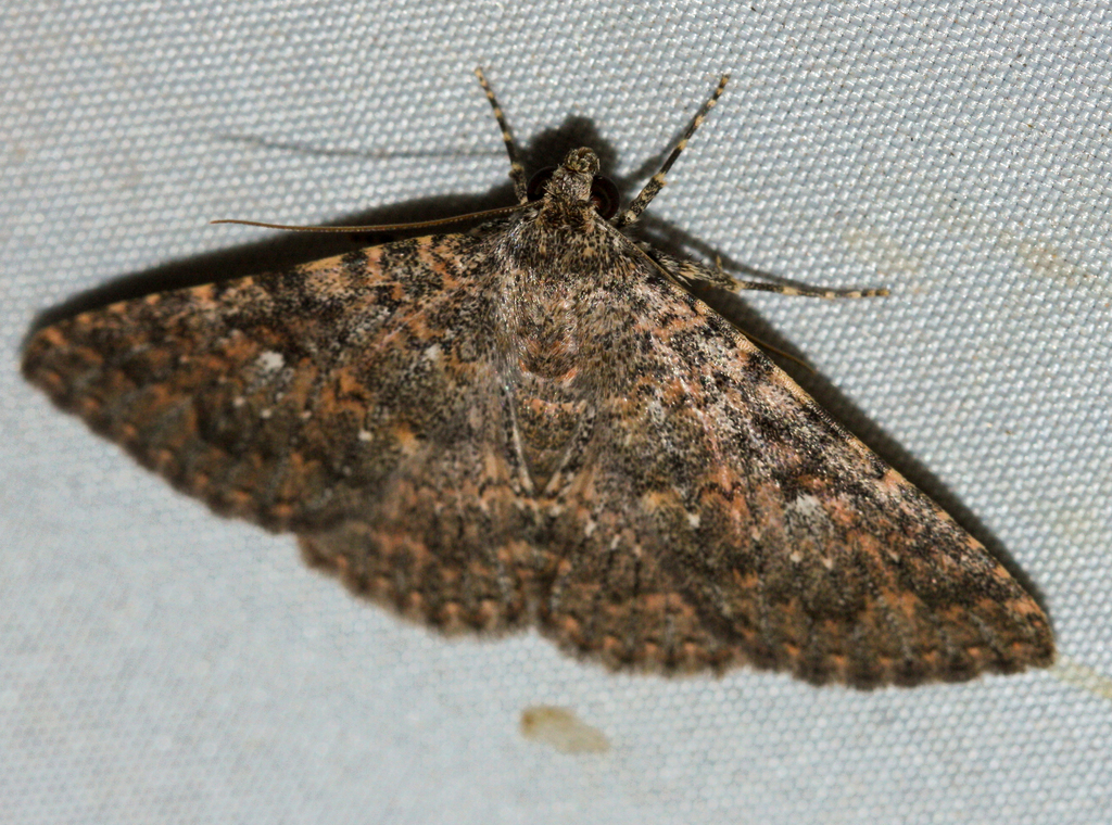 Matigramma rubrosuffusa
