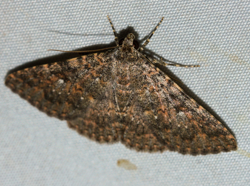 Matigramma rubrosuffusa