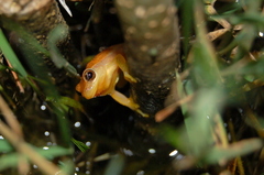 Dendropsophus nanus