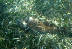 Mycteroperca bonaci