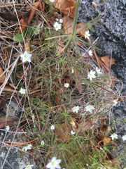 Spergula morisonii