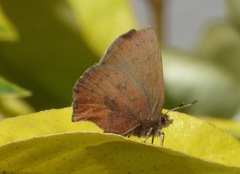 Callophrys augustinus iroides