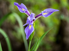 Iris savannarum